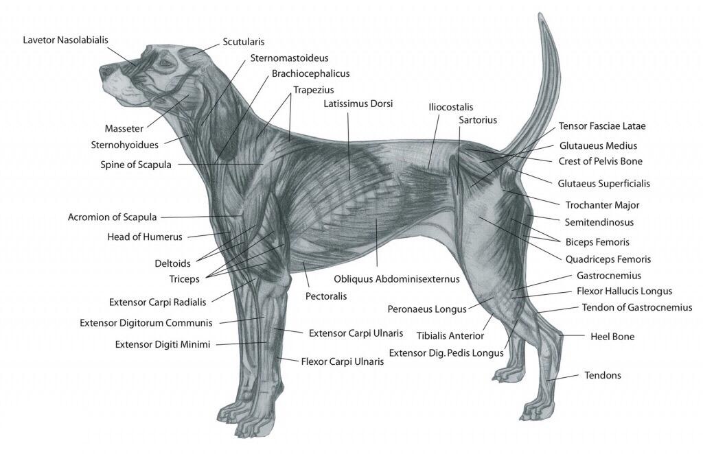 A breakdown of all the muscles in a dog.